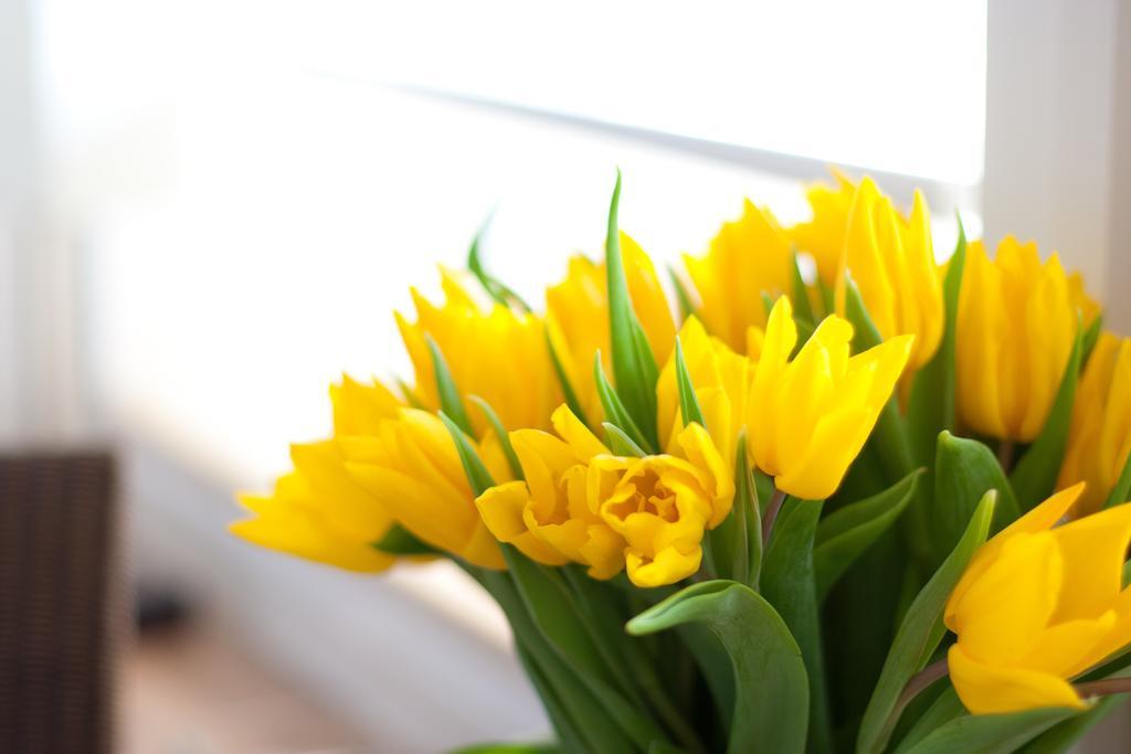 Premium Rosenmoewe Sylt